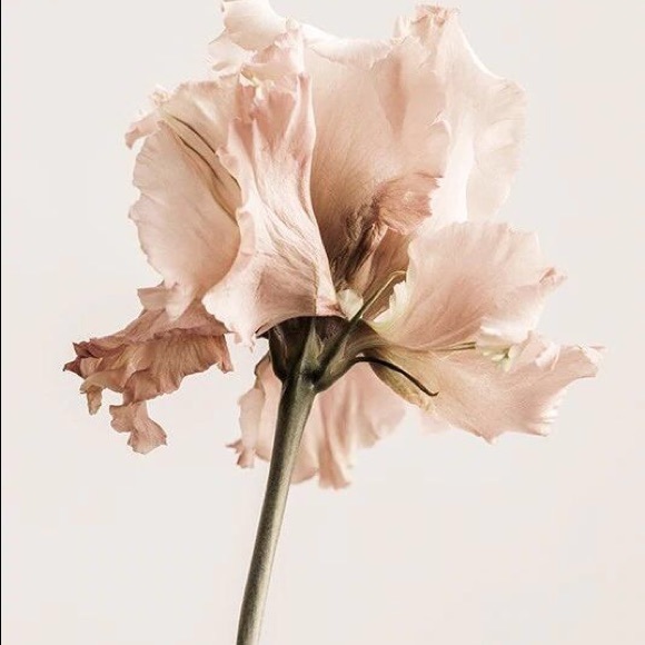 Meet your Posher, Brookelynn - Picture 1 of 1